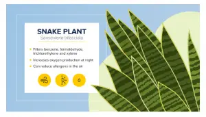 plants for sleep
