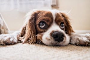 overcome fear loneliness pets