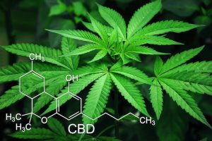 cbd for mental health