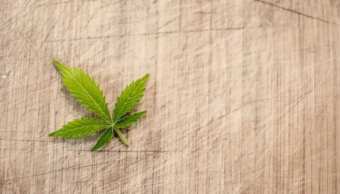 cannabis leaf